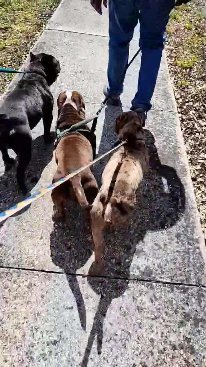 American Bully dogs for stud: Peso  - Video 1