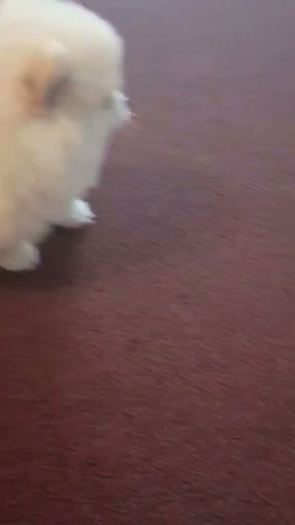 Pomeranian dogs for sale: BEAR FACE BELLA  - Video 4