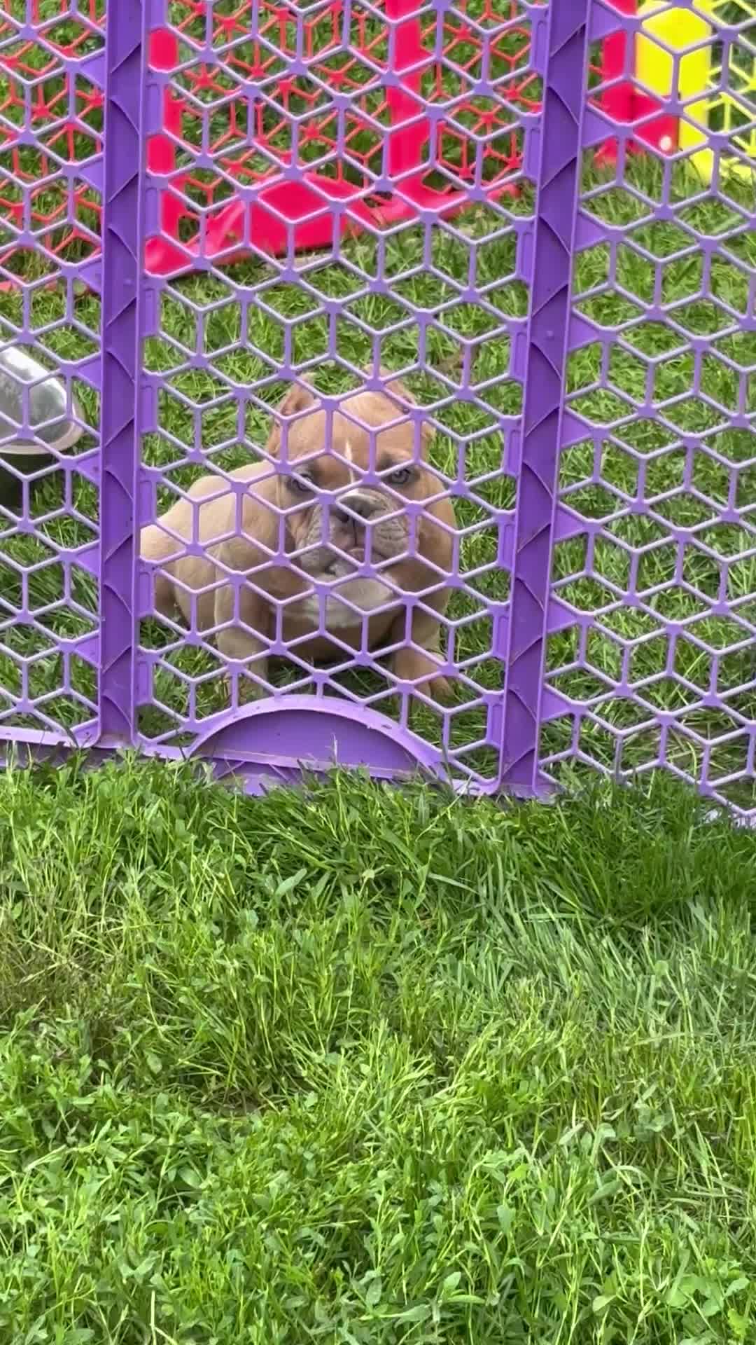 American Bully dogs for sale: American Bully Puppy 2 - Video 1