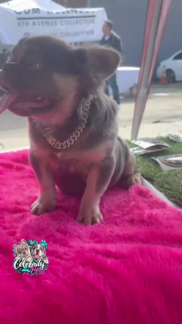 French Bulldog dogs for sale: Rocky-Rare Lilac Tan Fluffy in LA, CA. USA DELIVERY OPTIONS - Video 6