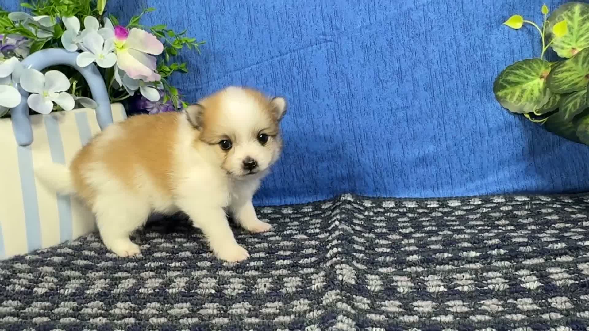 Pomeranian dogs for sale: Pomeranian 2 - Video 1