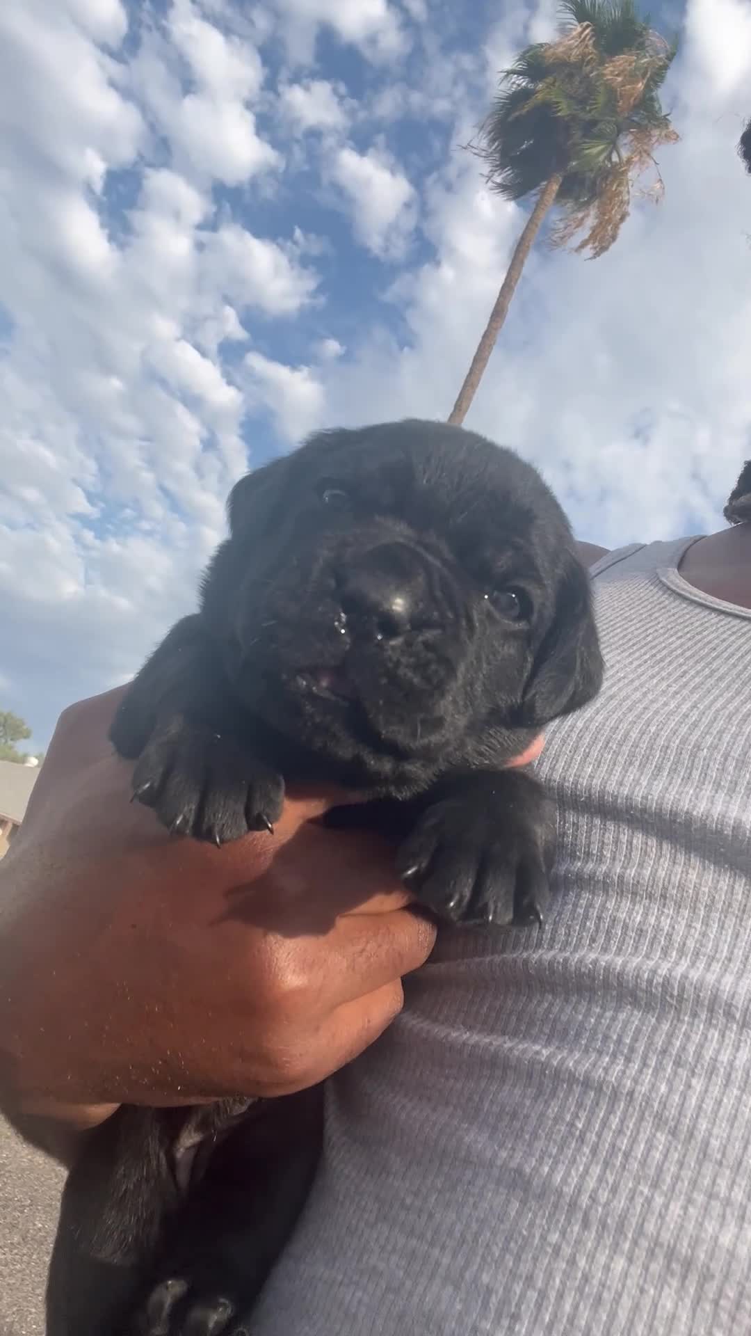 Cane Corso dogs for sale: panthera  - Video 2
