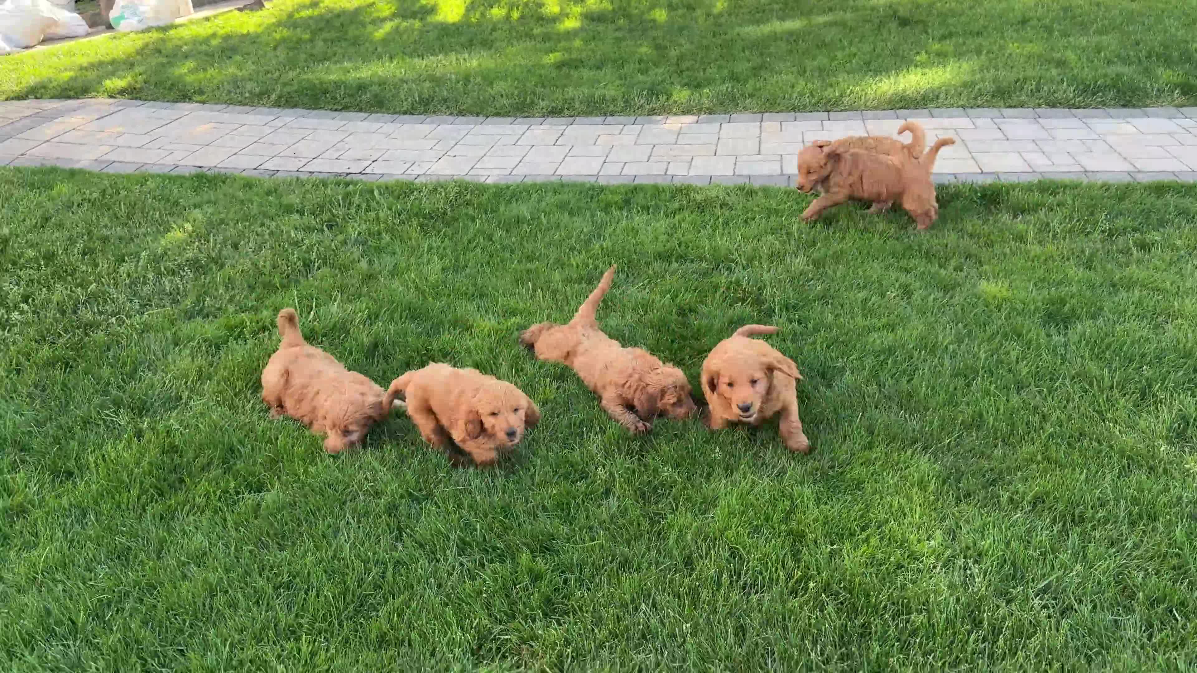 Goldendoodle dogs for sale: Tasha - Video 1