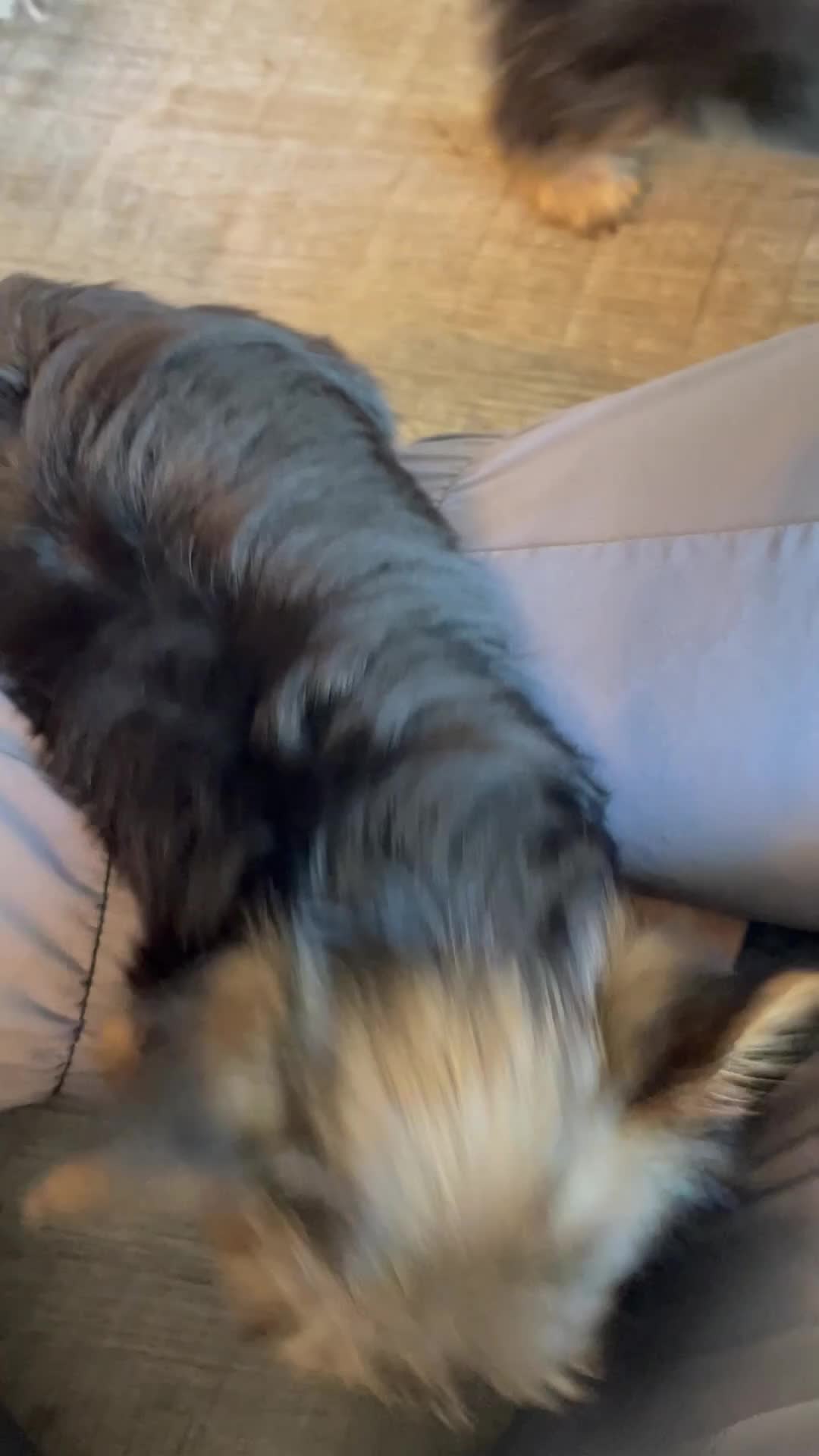 Yorkshire Terrier dogs for sale: Princess (teacup) - Video 2