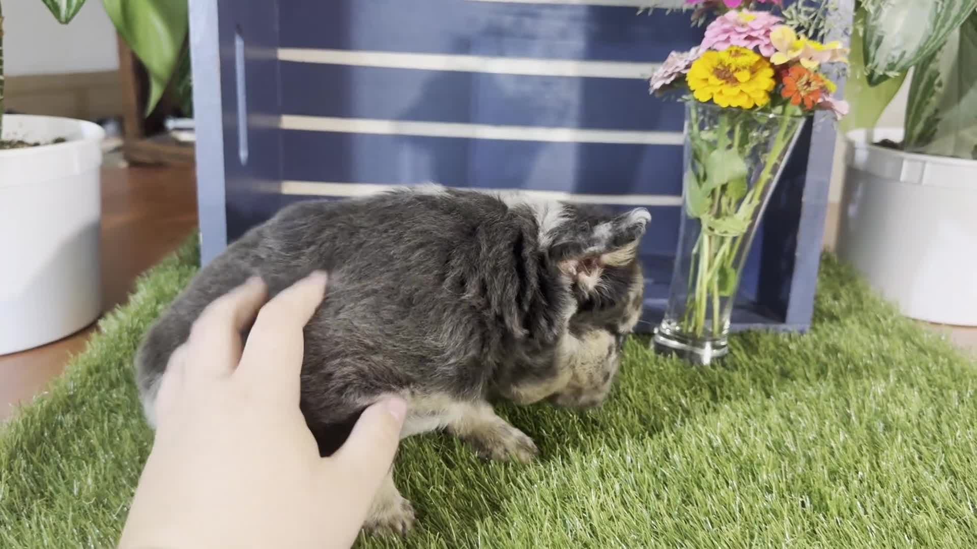 French Bulldog dogs for sale: Girlie - Video 1
