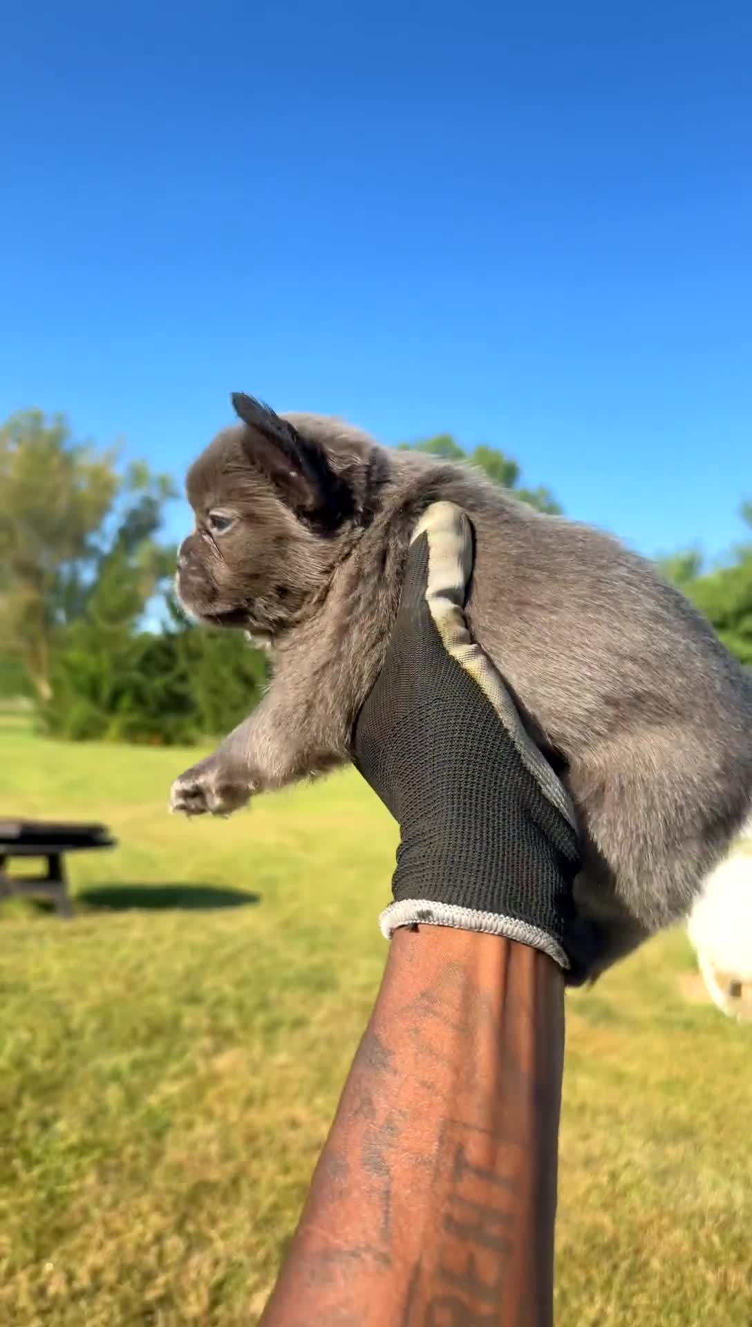 French Bulldog dogs for sale: French Bulldog 5 - Video 1