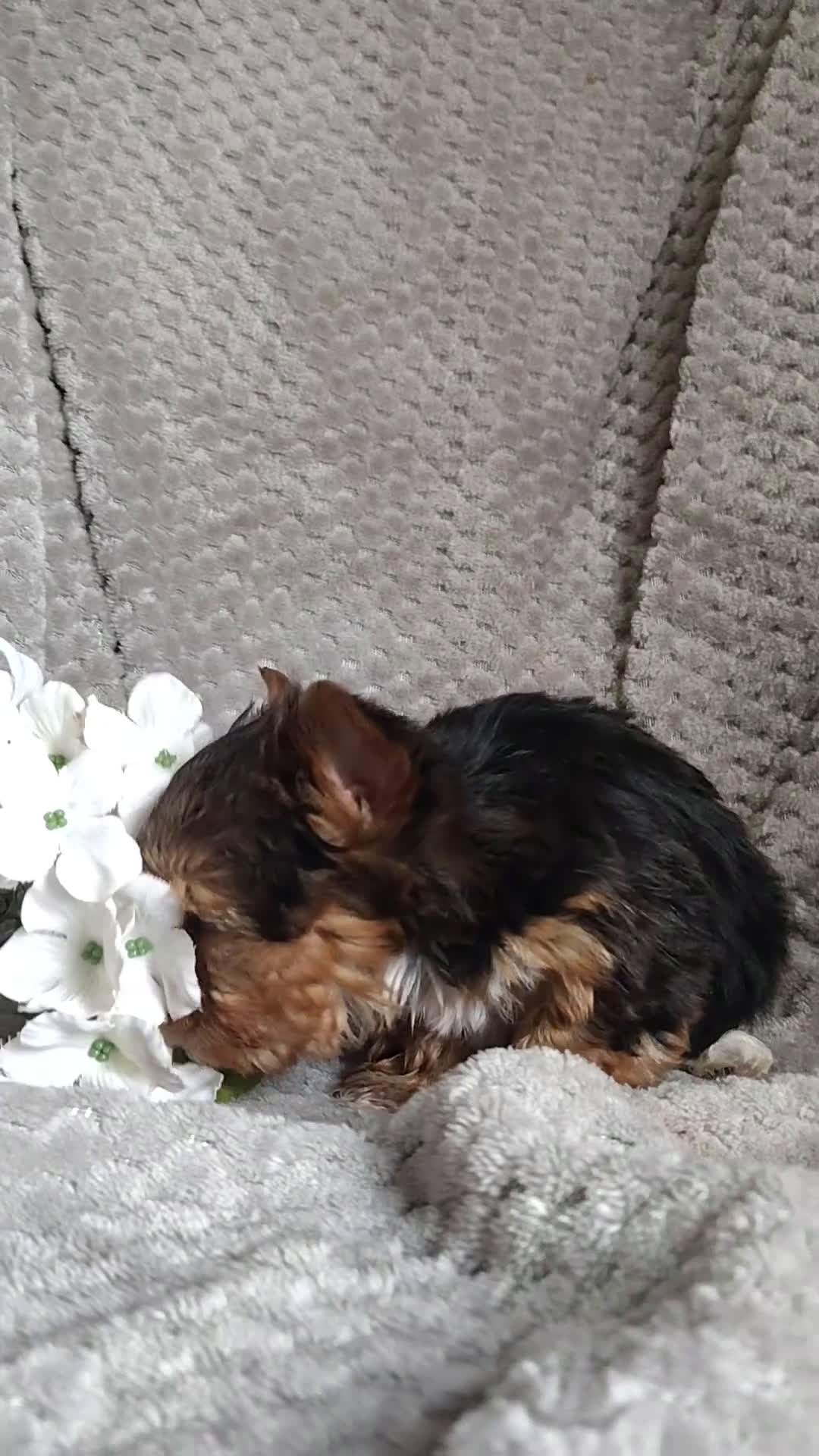 Yorkshire Terrier dogs for sale: Baby doll - Video 1