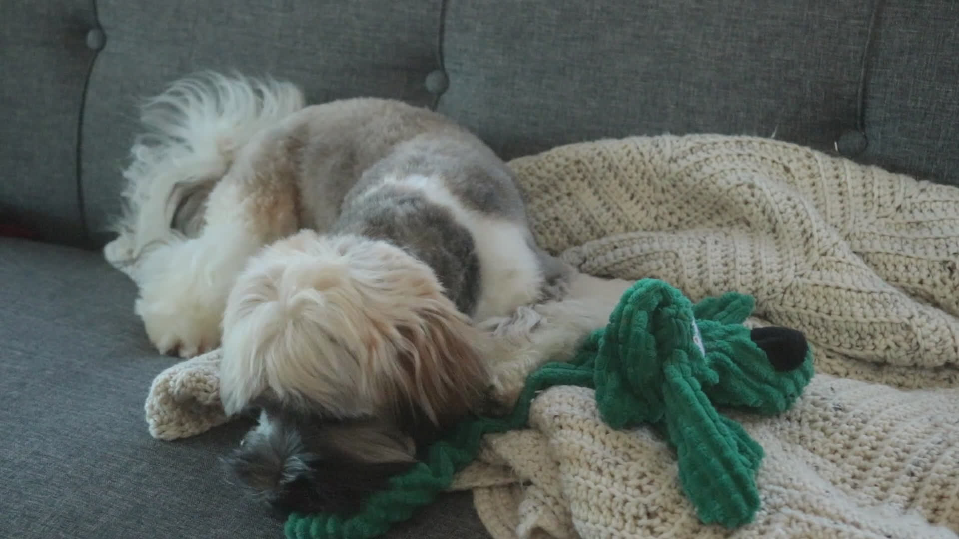 Havanese dogs for sale: Hoosier - Video 1