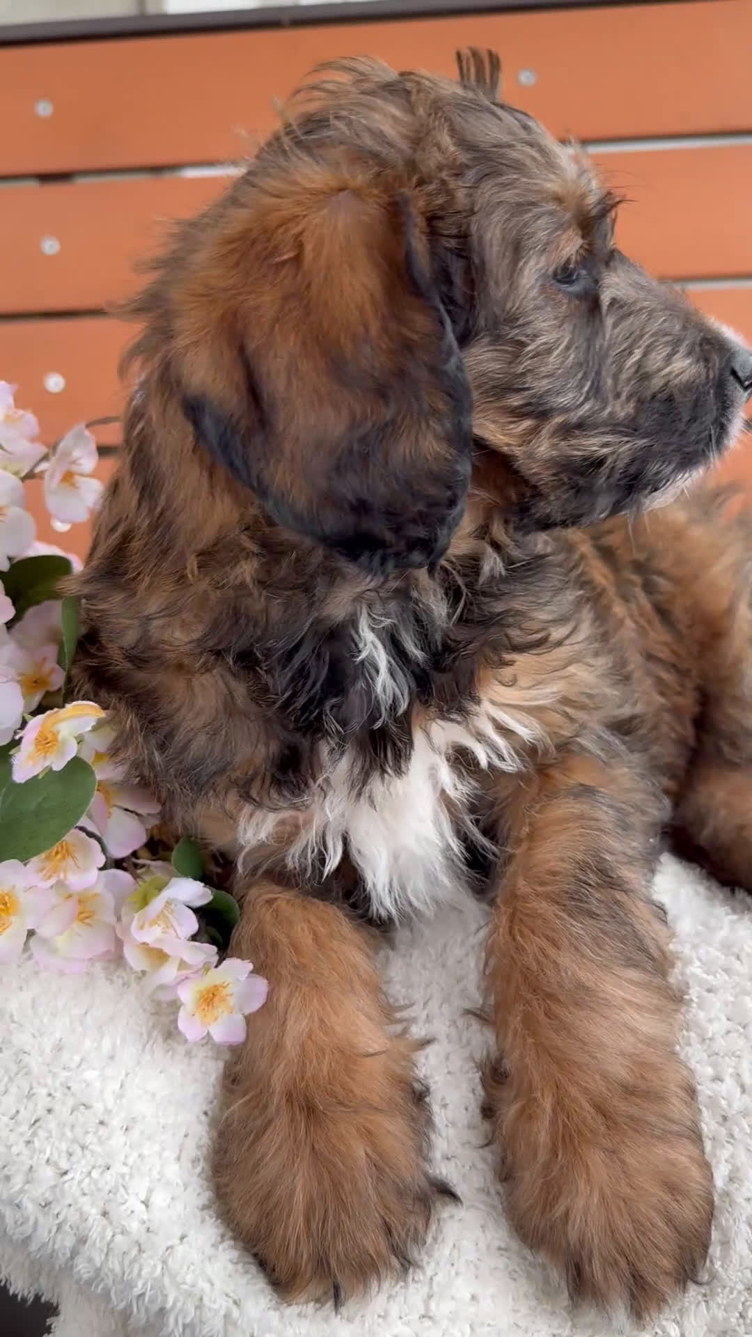 Mixed Breed dogs for sale: Sofie - Video 1