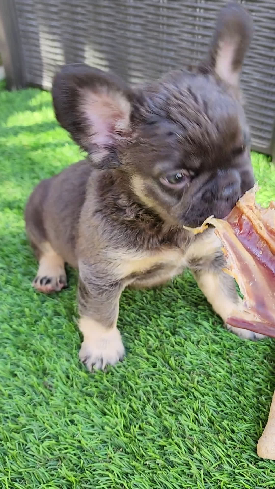 French Bulldog dogs for sale: Baby Grizzly  - Video 1