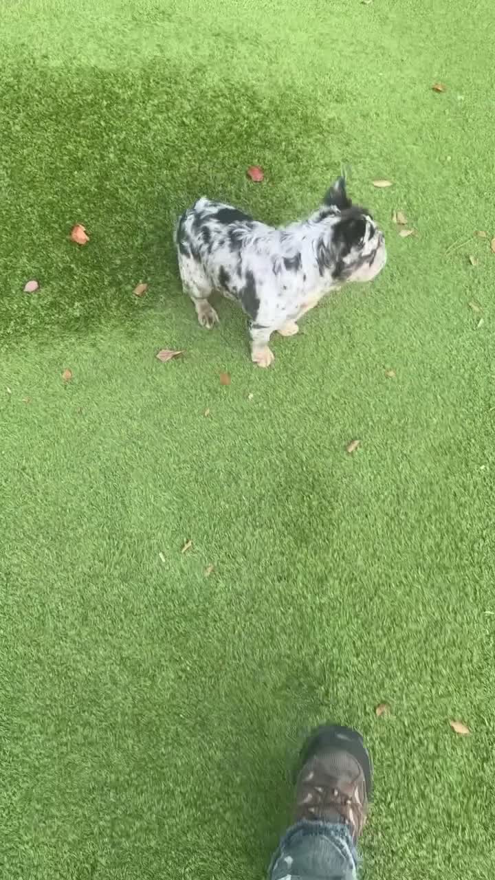 French Bulldog dogs for sale: Female fluffy French Bulldog  - Video 1