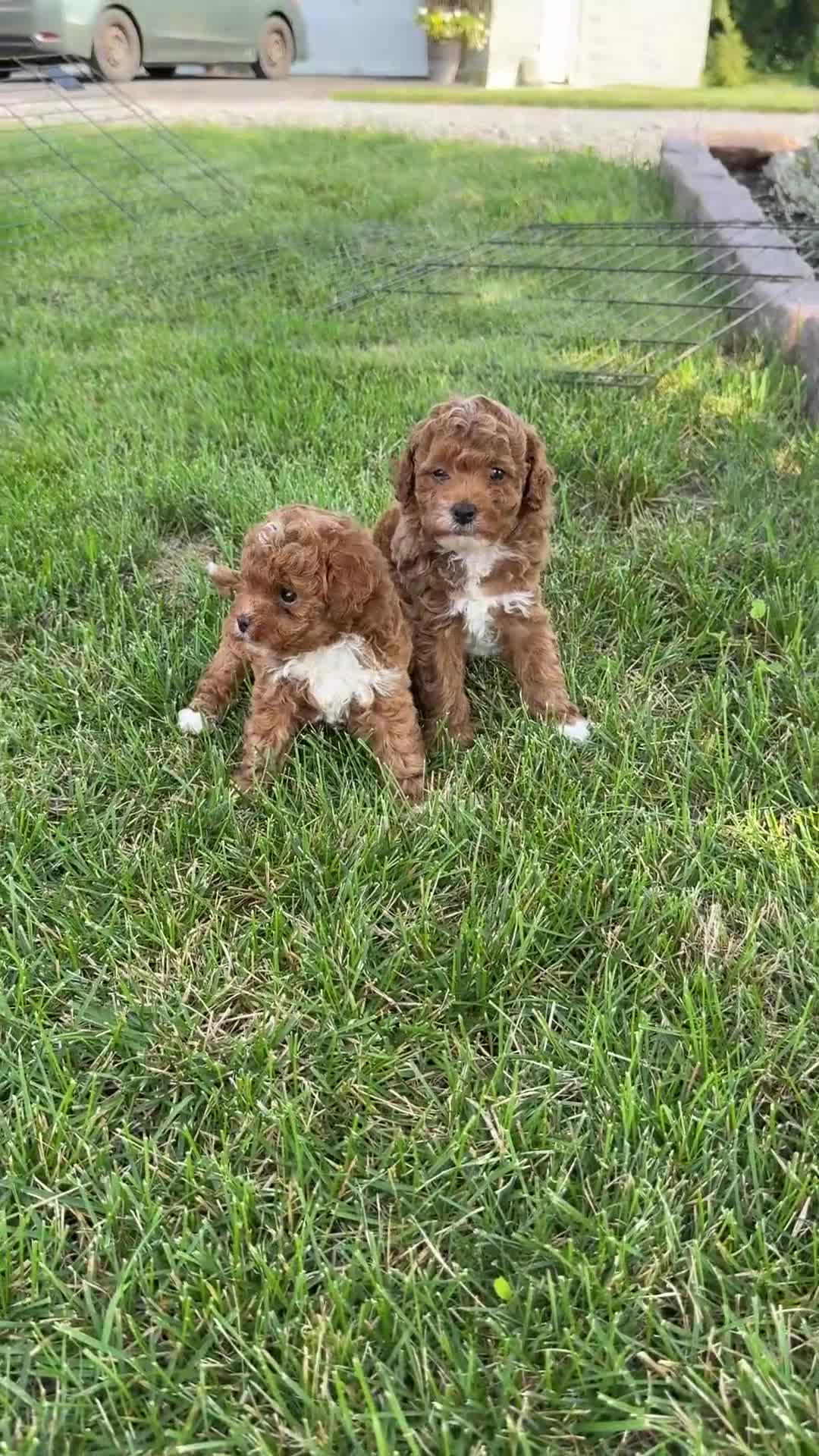 Toy Poodle dogs for sale: Pepsi - Video 1