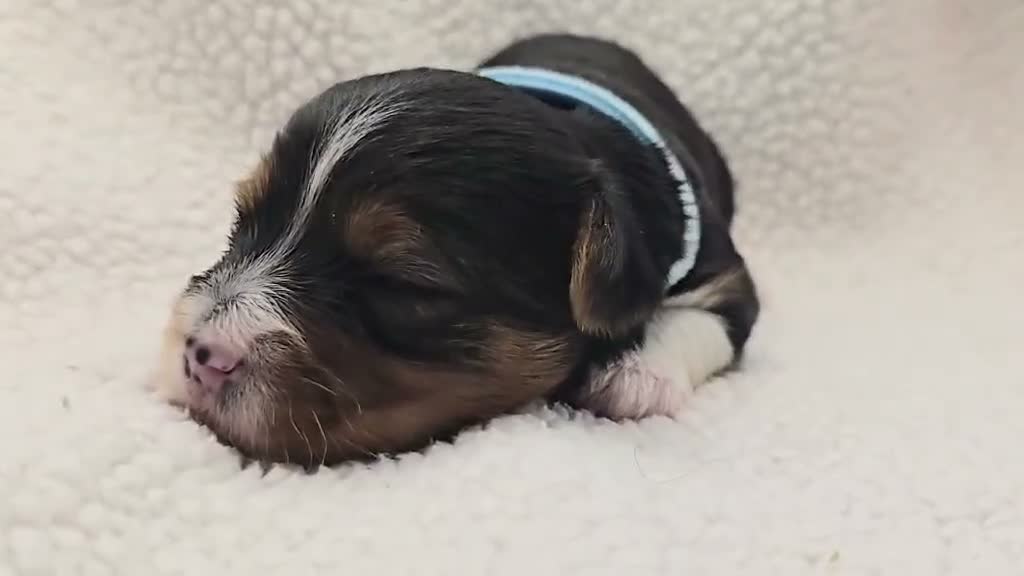 Yorkshire Terrier dogs for sale: Sunny - Video 1