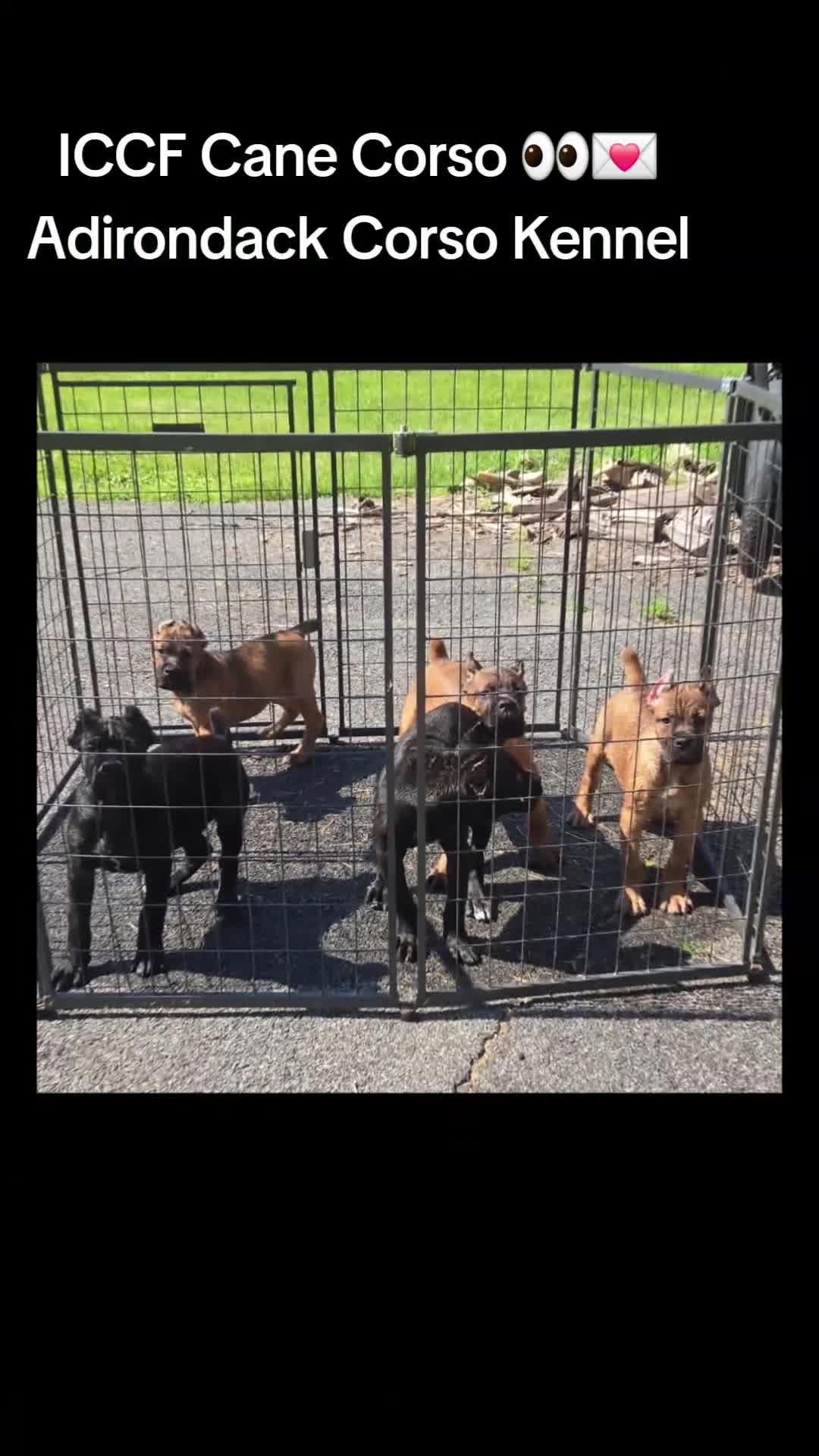 Cane Corso dogs for sale: Sonya - Video 1