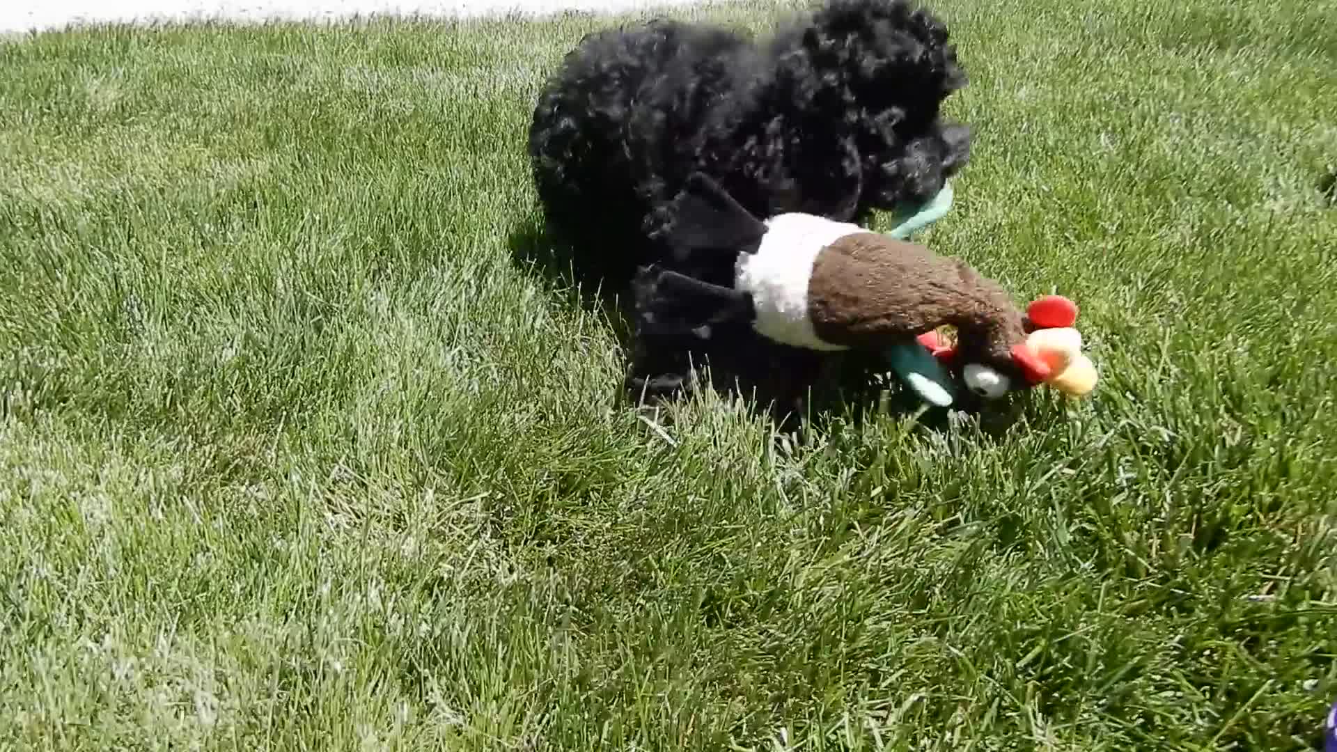 Cockapoo dogs for sale: Smokey - Video 1