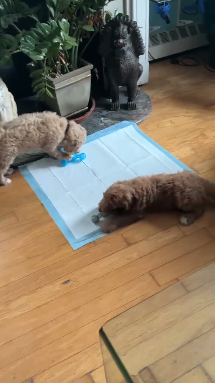 Goldendoodle dogs for sale: CHANEL  - Video 3