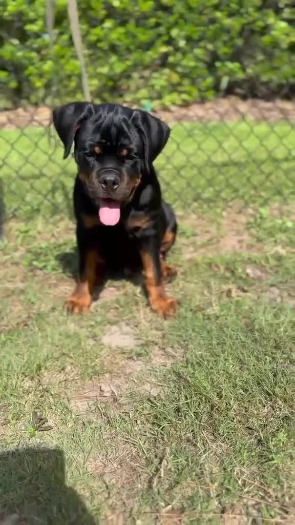 Rottweiler dogs for sale: Rottweiler Puppy 1 - Video 2