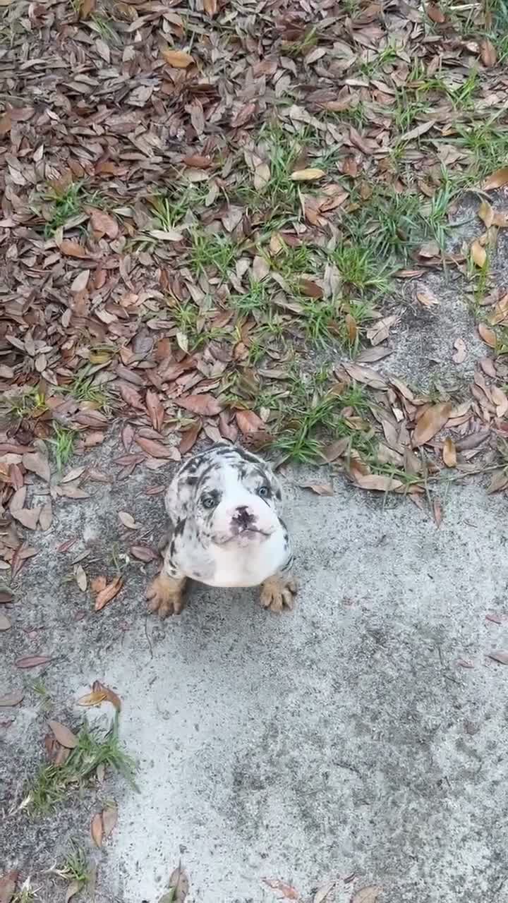 English Bulldog dogs for sale: English Bulldog 1 - Video 1