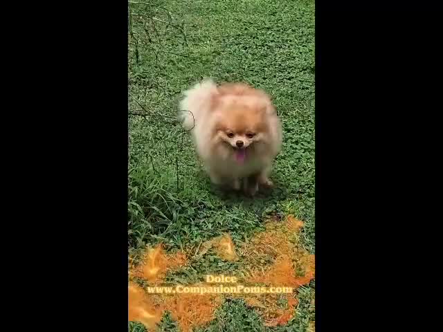 Pomeranian dogs for sale: Rare Beaver Color - Dolce - Teacup - 4 pounds - CH Lines! - Video 2