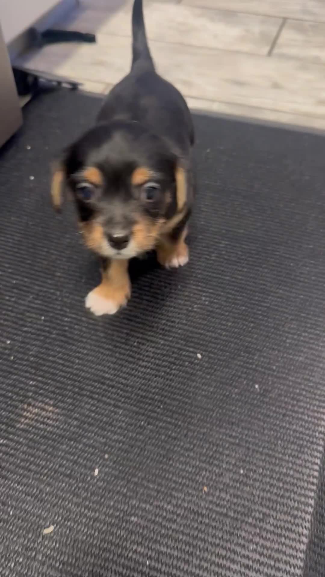 Mixed Breed dogs for sale: Mixed Breed Puppy 1 - Video 1
