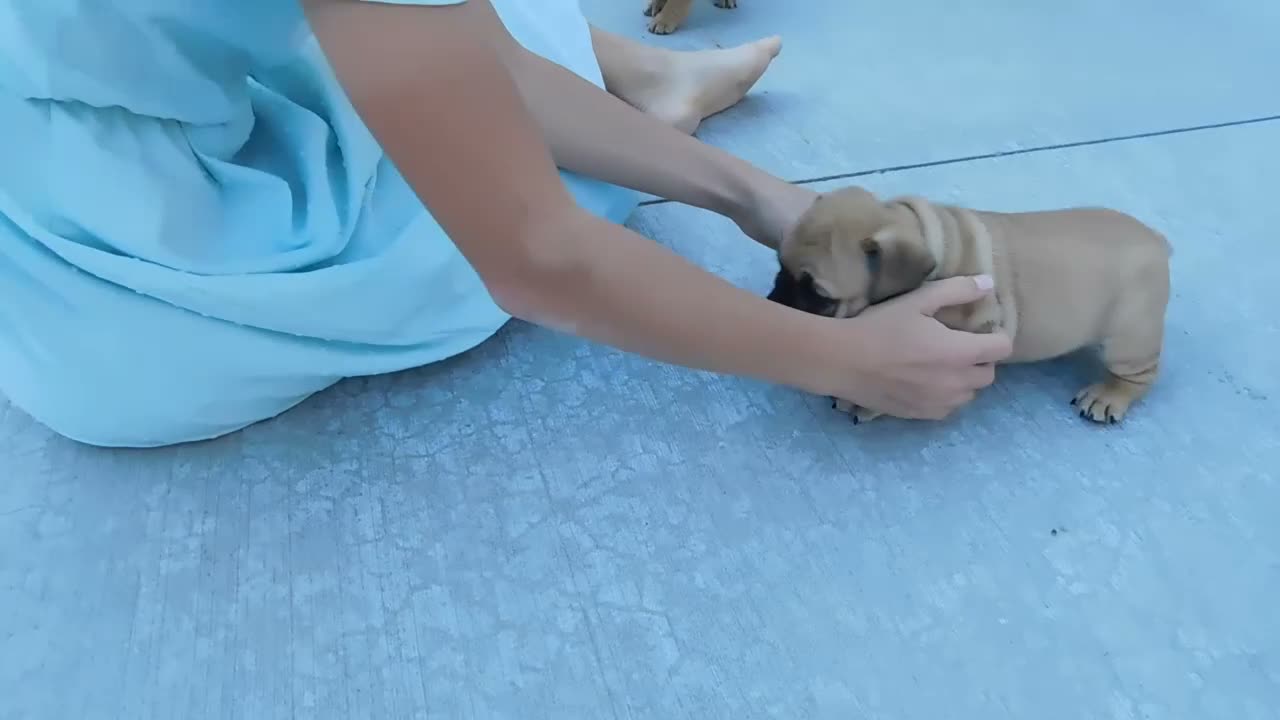 Mixed Breed dogs for sale: Buddy - Video 1