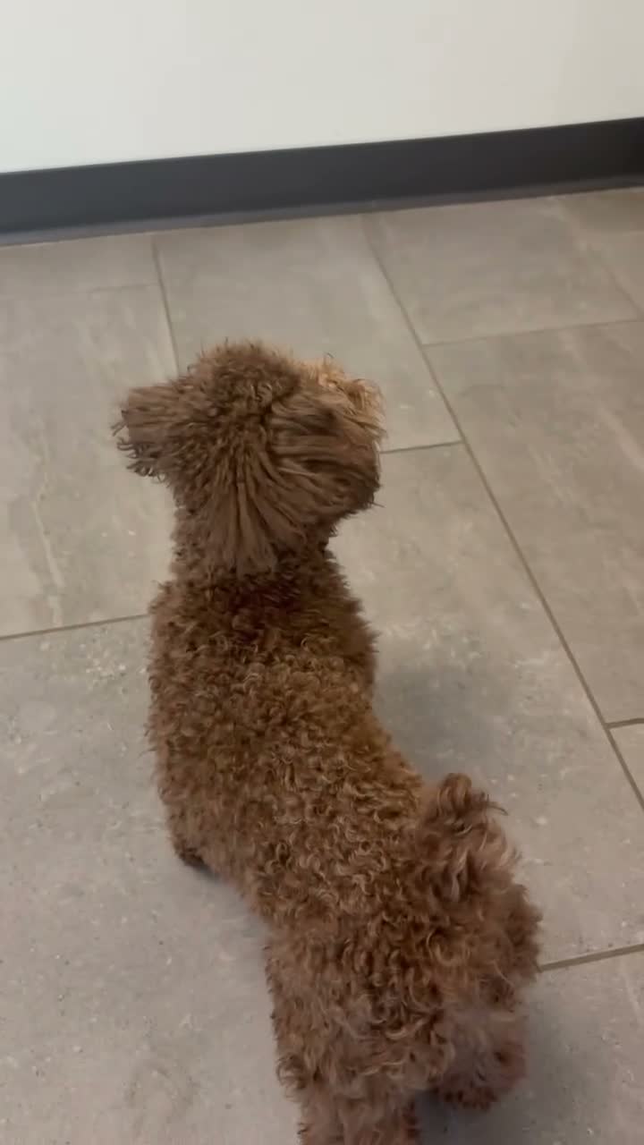 Toy Poodle dogs for sale: Cocoa - Video 2
