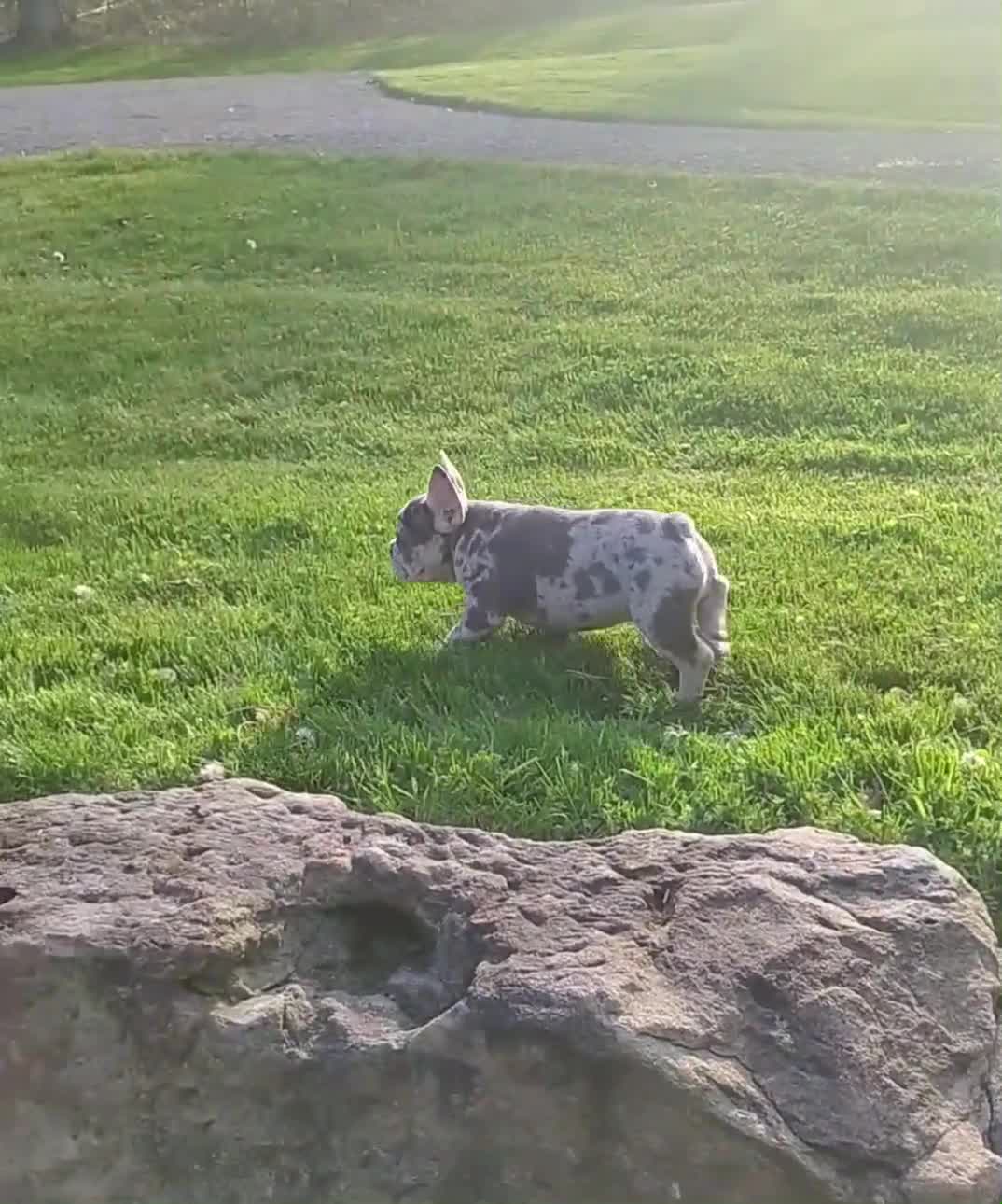 French Bulldog dogs for sale: Jupiter - Video 1