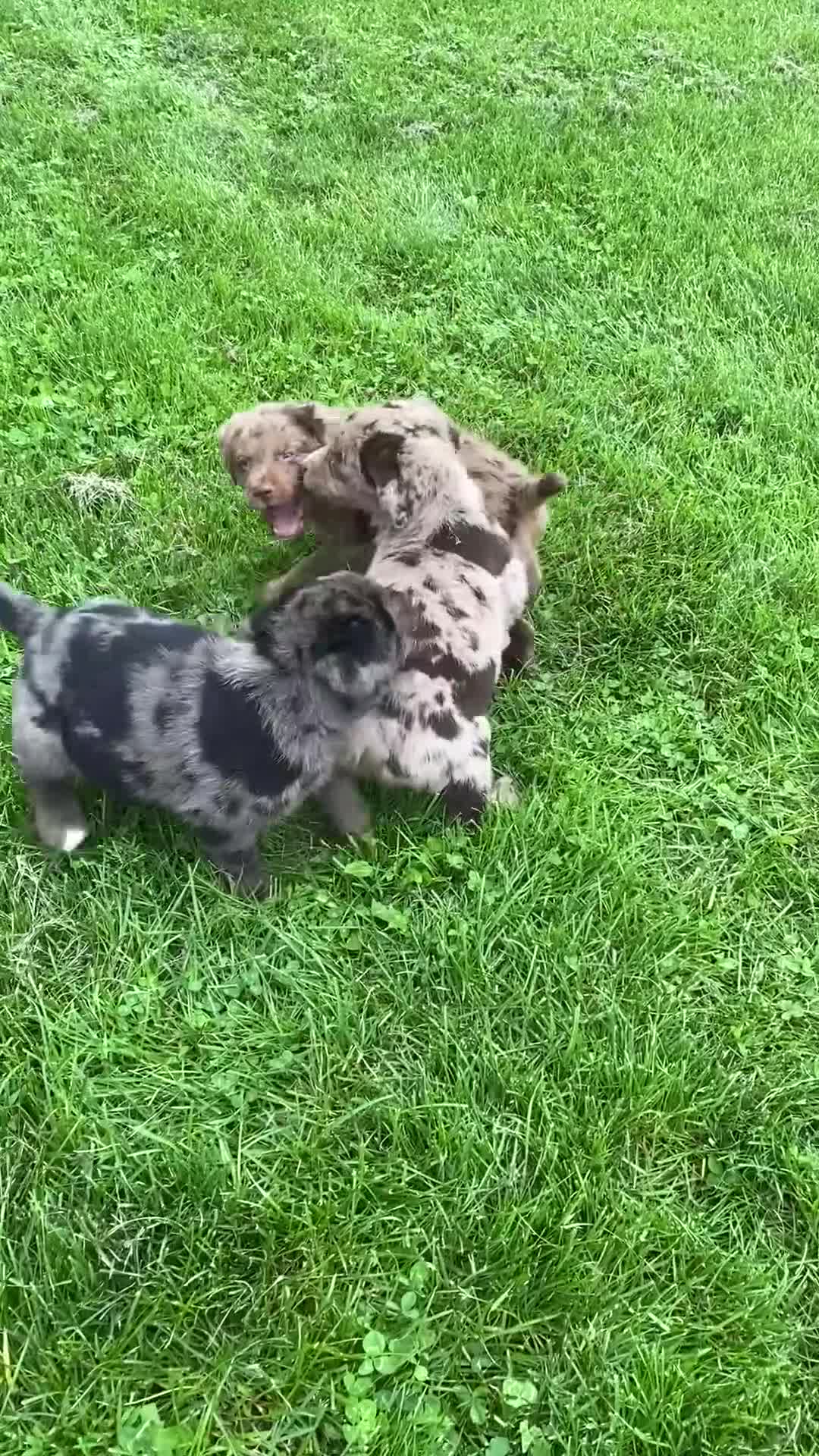 Mixed Breed dogs for sale: Ruby - Video 4