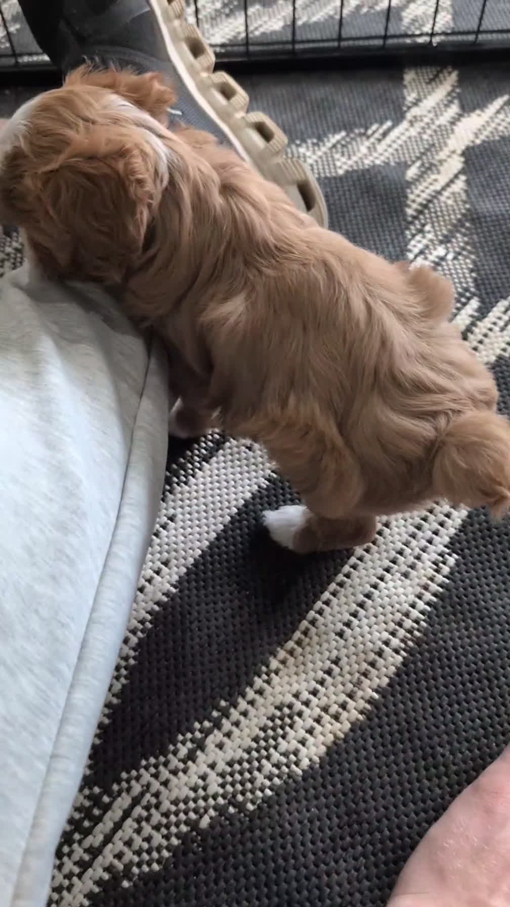 Cavapoo dogs for sale: River - Video 1