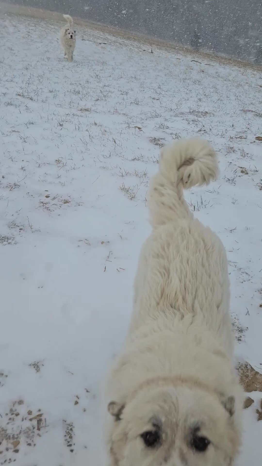 Great Pyrenees dogs for sale: James - Video 3