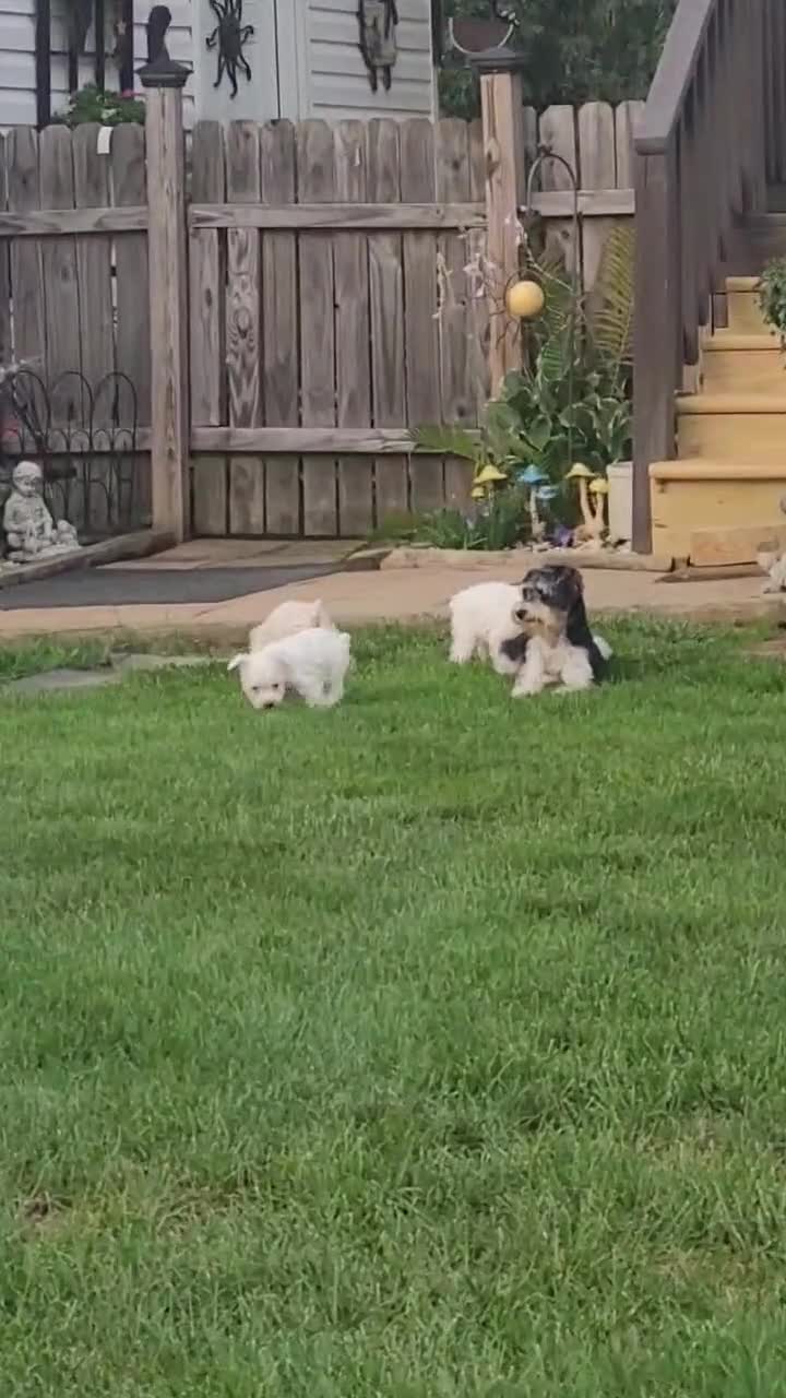 Miniature Schnauzer dogs for sale: AKCBruno - Video 2
