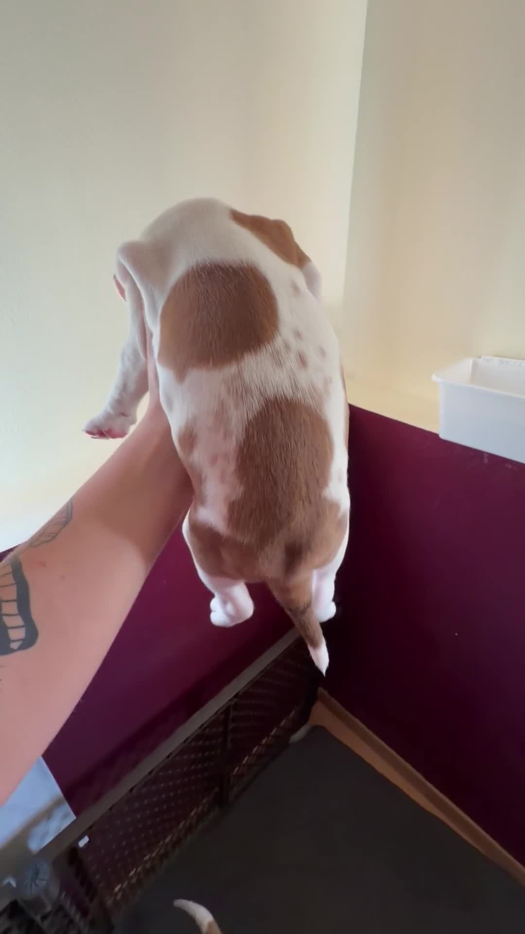 Mixed Breed dogs for sale: Mixed Breed 3 - Video 4