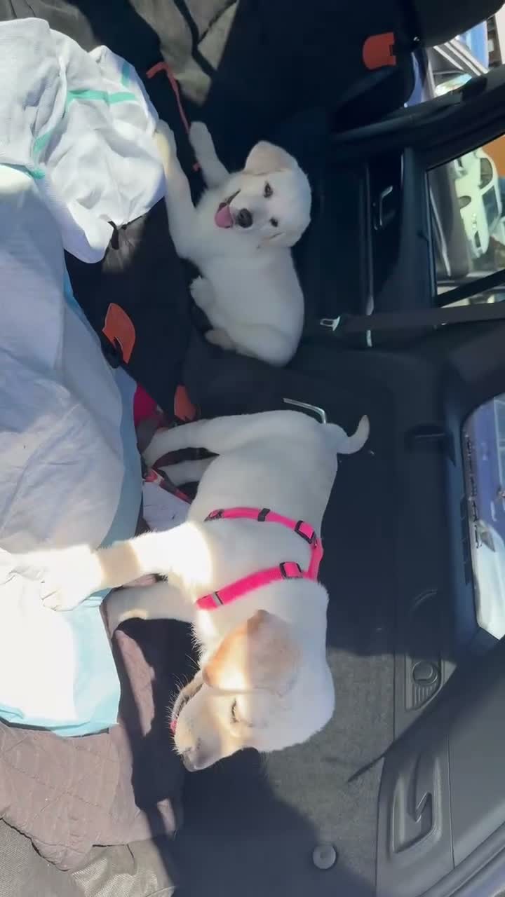 Labrador Retriever dogs for sale: Labrador Retriever 2 - Video 1