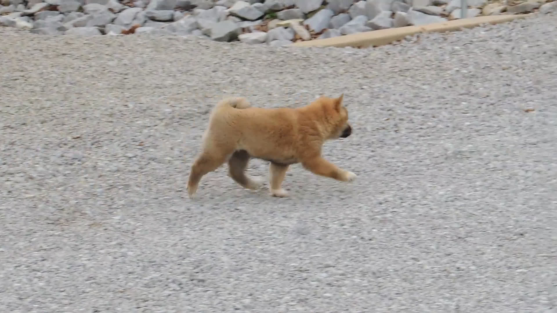 Shiba Inu dogs for sale: BINGO - Video 1