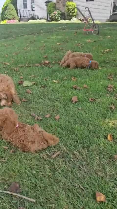 Miniature Poodle dogs for sale: Archie-Potty and Crate Training/Parents Health Tested - Video 3