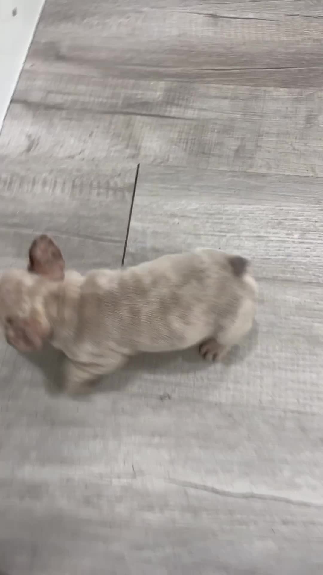 French Bulldog dogs for sale: Asher - Video 1