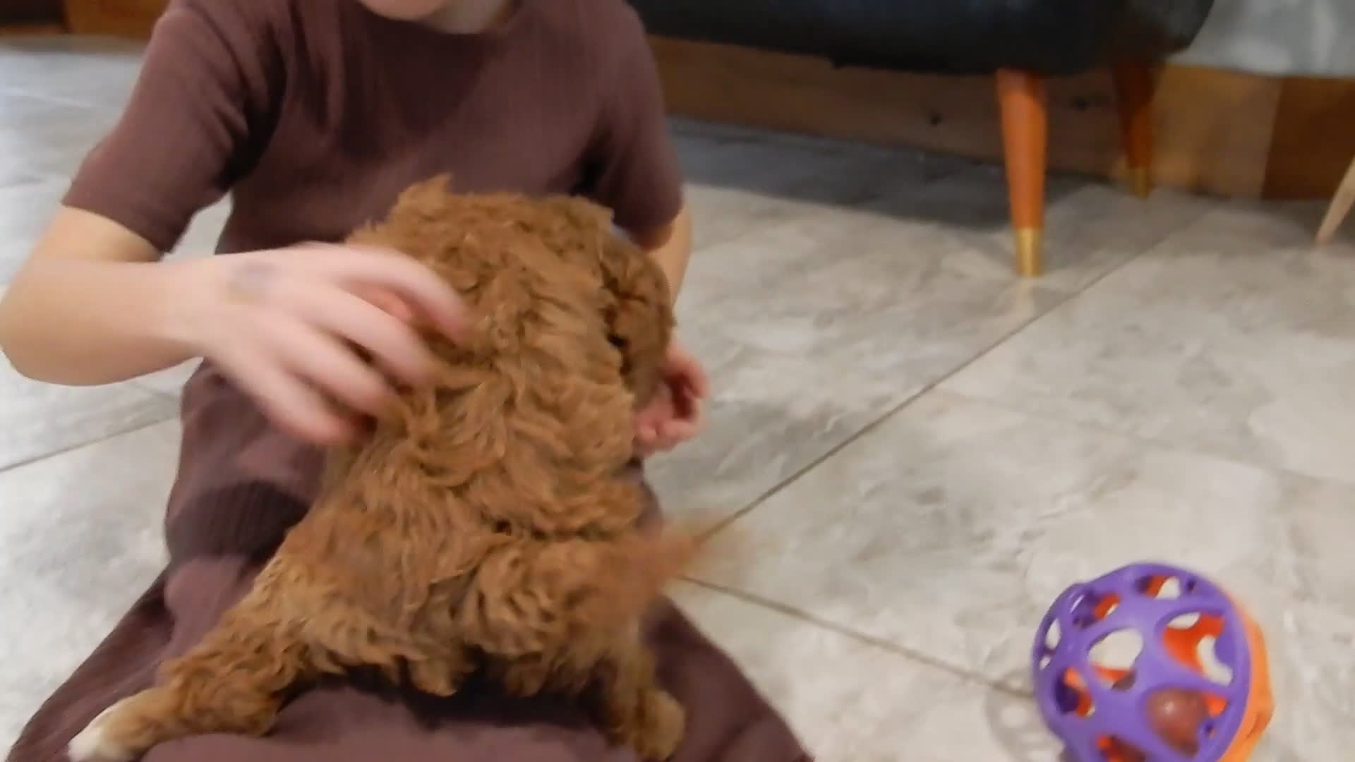 Cavapoo dogs for sale: Eliza - Video 2