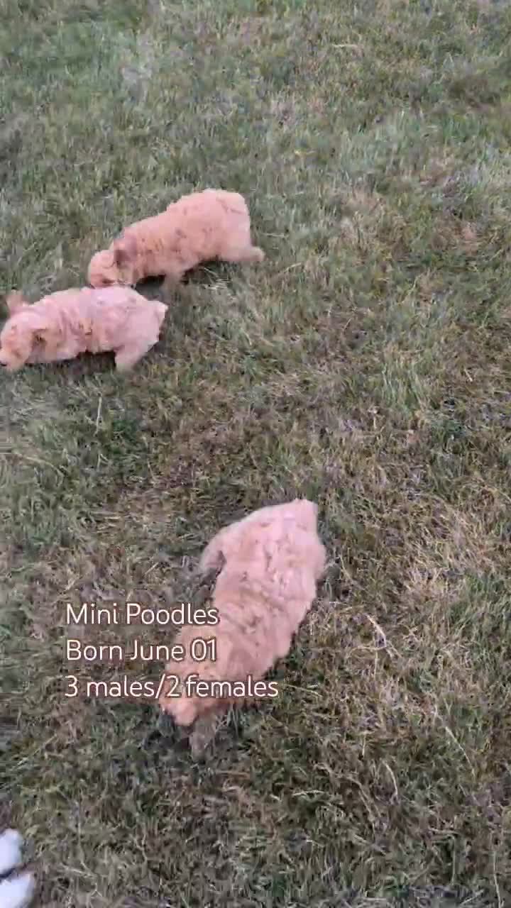 Miniature Poodle dogs for sale: Saint - Video 2