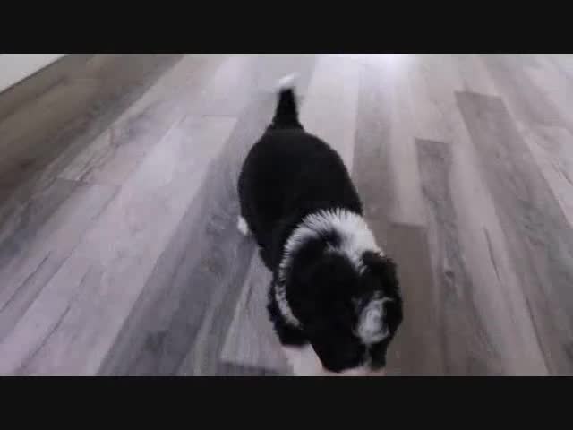 Mini Bernedoodle dogs for sale: Ellie - Video 4