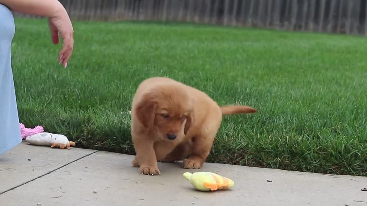 Golden Retriever dogs for sale: Moose — Your New Golden Best Friend! 🐾 - Video 1