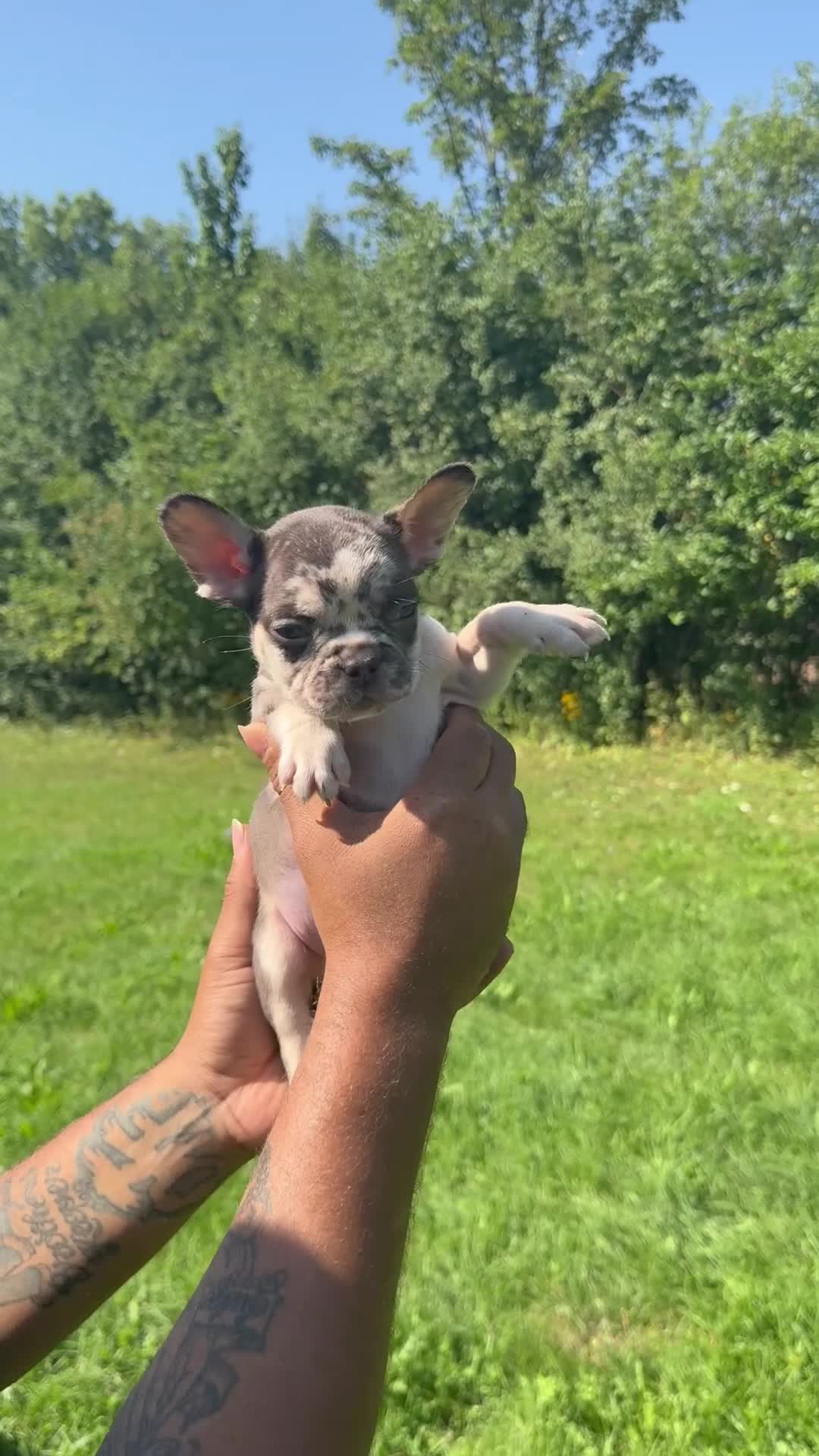 French Bulldog dogs for sale: Versace - Video 1