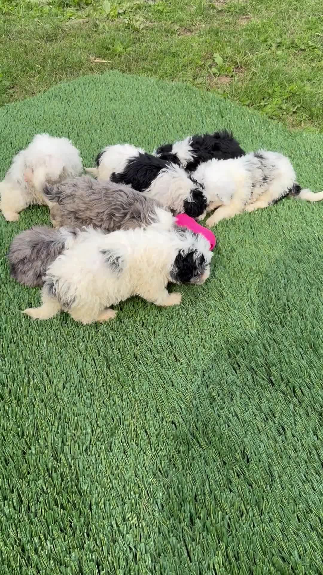 Mixed Breed dogs for sale: Benji - Video 1