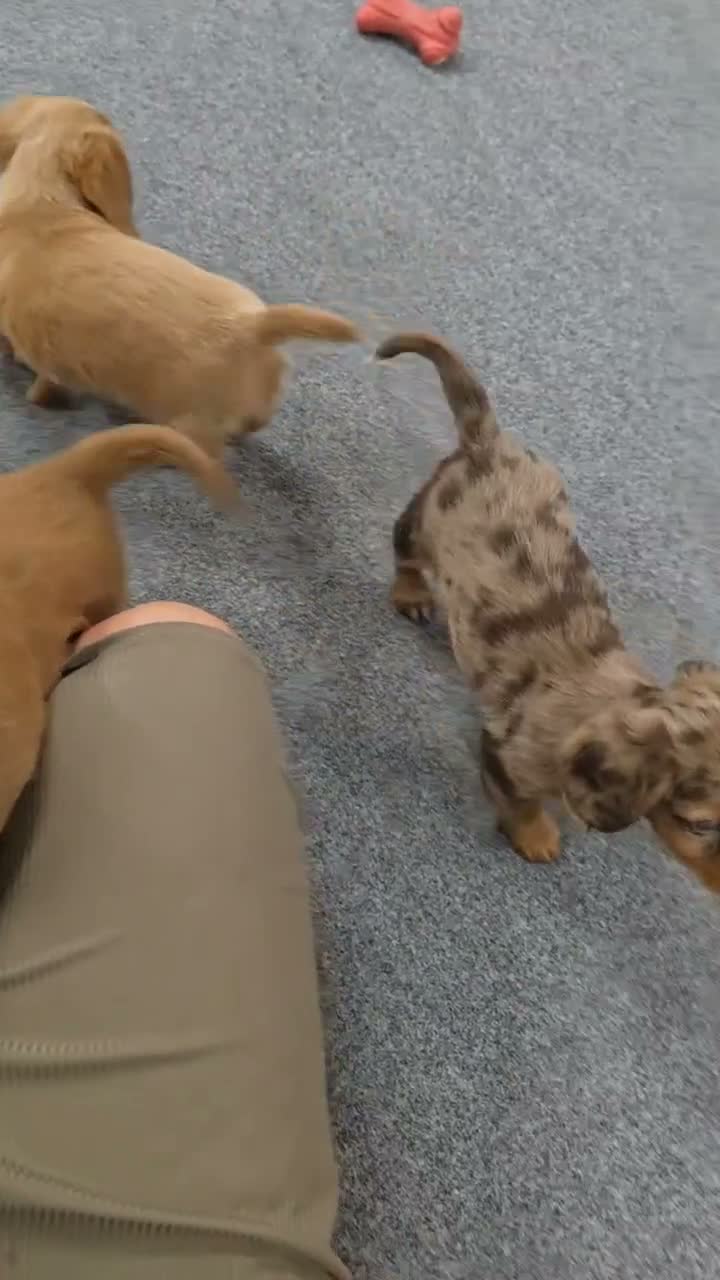 Miniature Dachshund dogs for sale: Hazel - Video 1