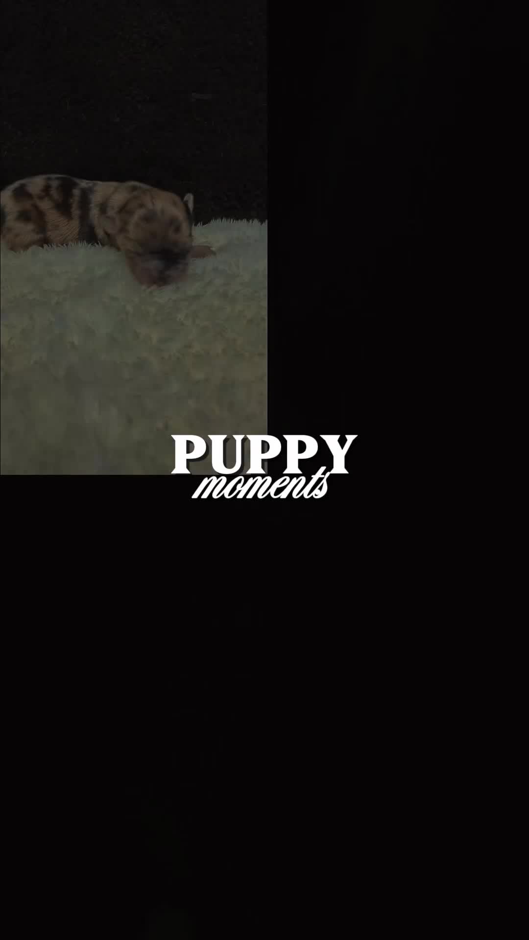 Chihuahua dogs for sale: Chihuahua 1 - Video 1