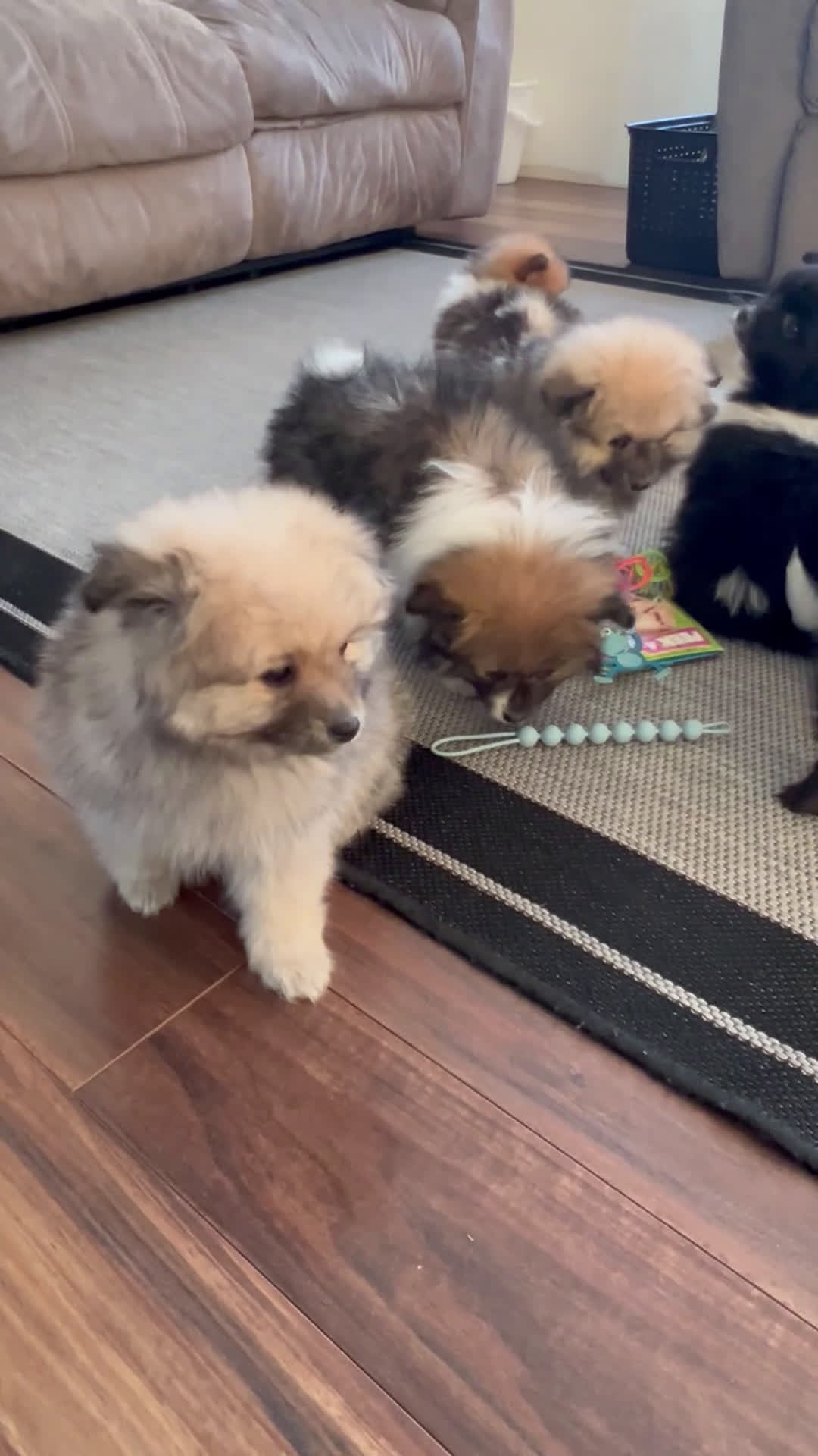 Pomeranian dogs for sale: Smoky  - Video 1