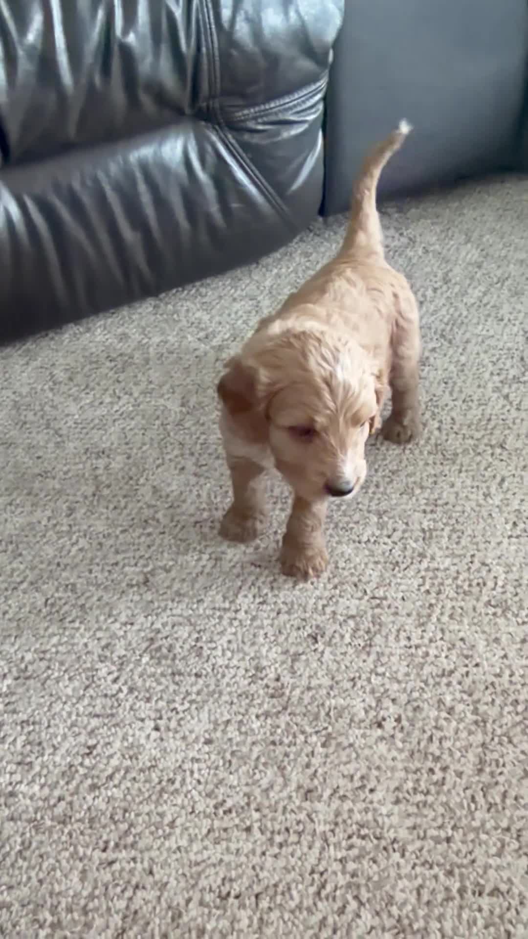 Cavapoo dogs for sale: Sierra🩷 - Video 1