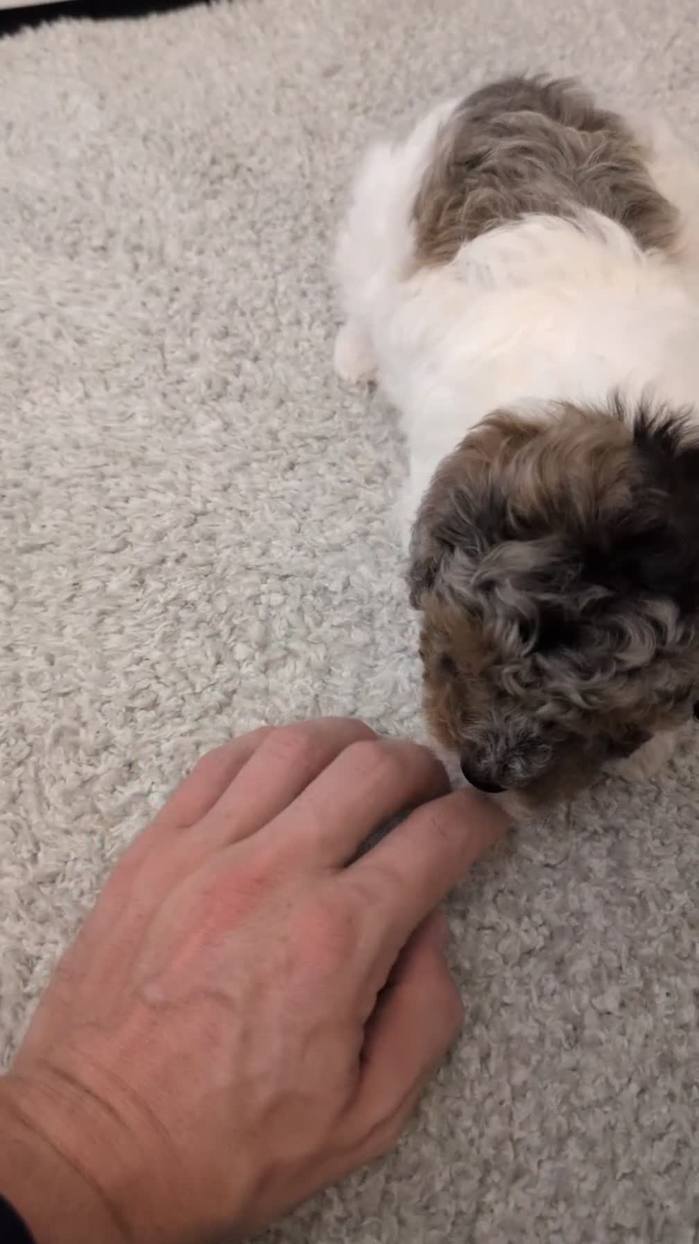 Maltipoo dogs for sale: Duke - Video 1