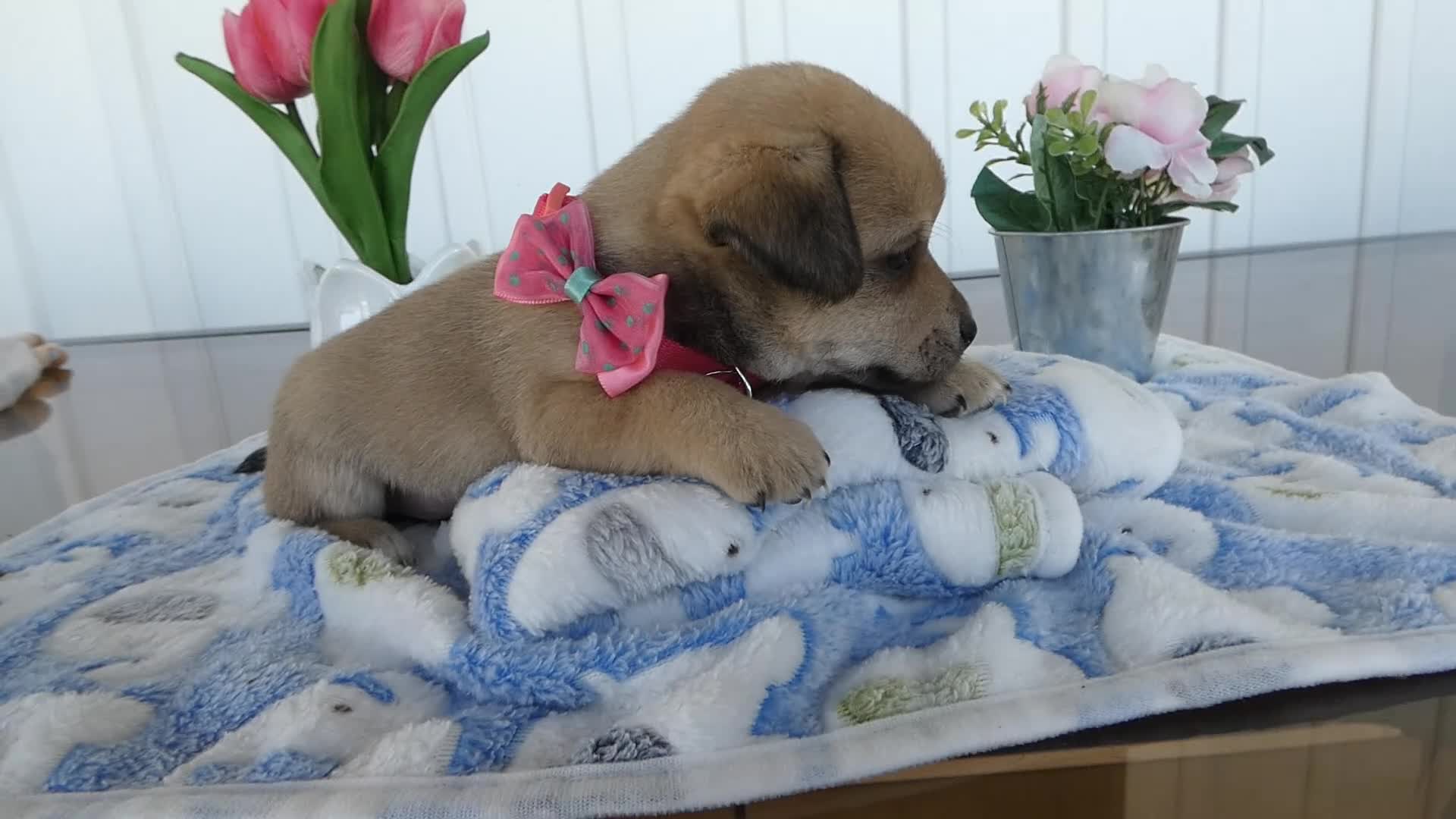 Chihuahua dogs for sale: Chihuahua Puppy 3 Rosie - Video 1