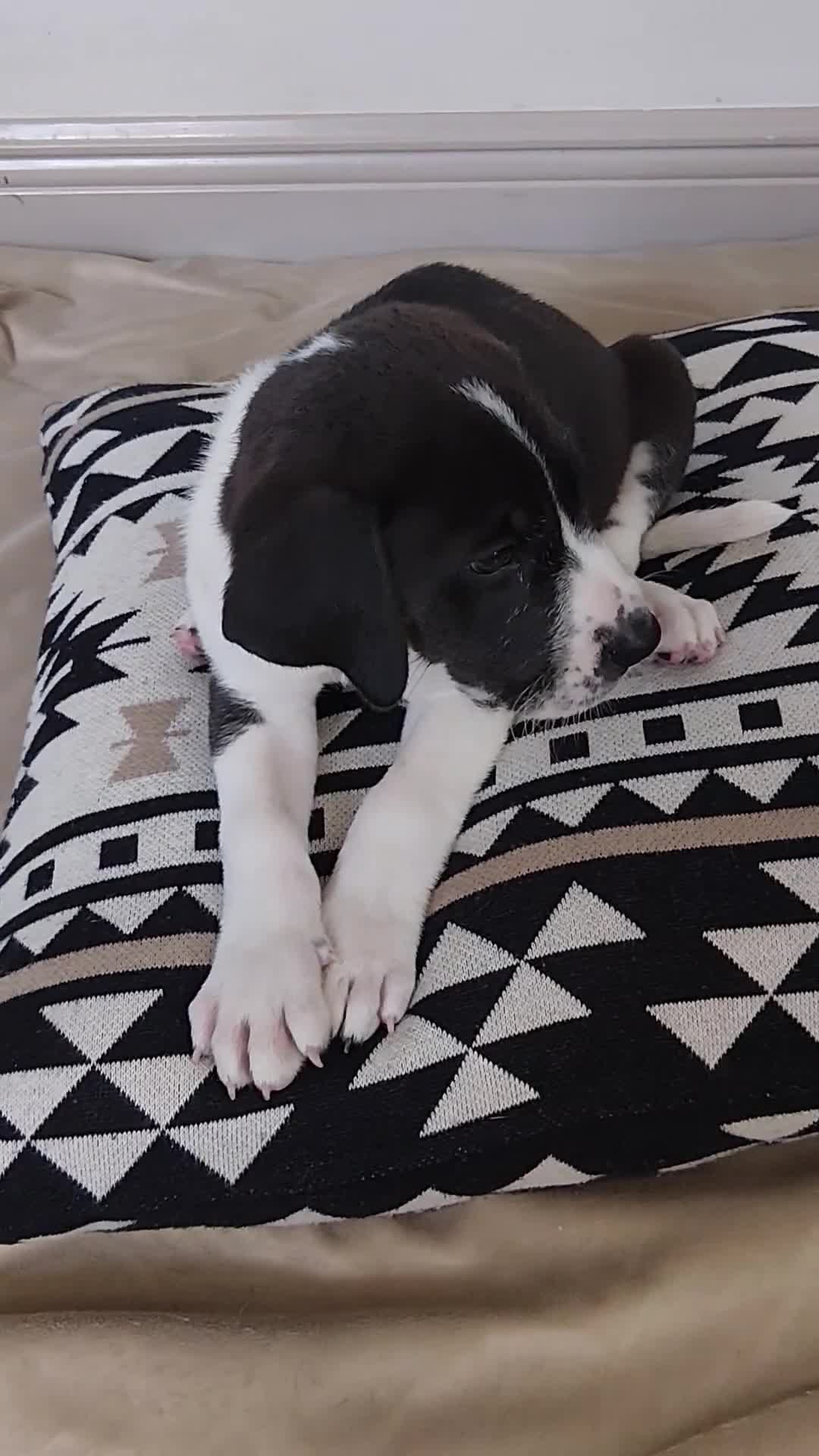 Mixed Breed dogs for sale: Phoebe - Video 1
