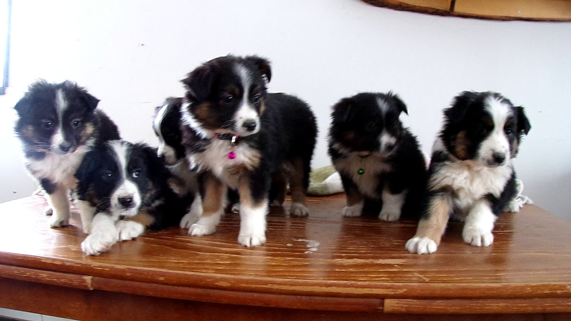 Mini Aussiedoodle dogs for sale: Mini Aussiedoodle Puppy 8 Tommy Lee - Video 1